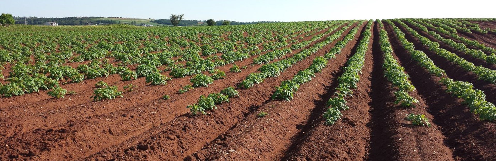 soil and row crops