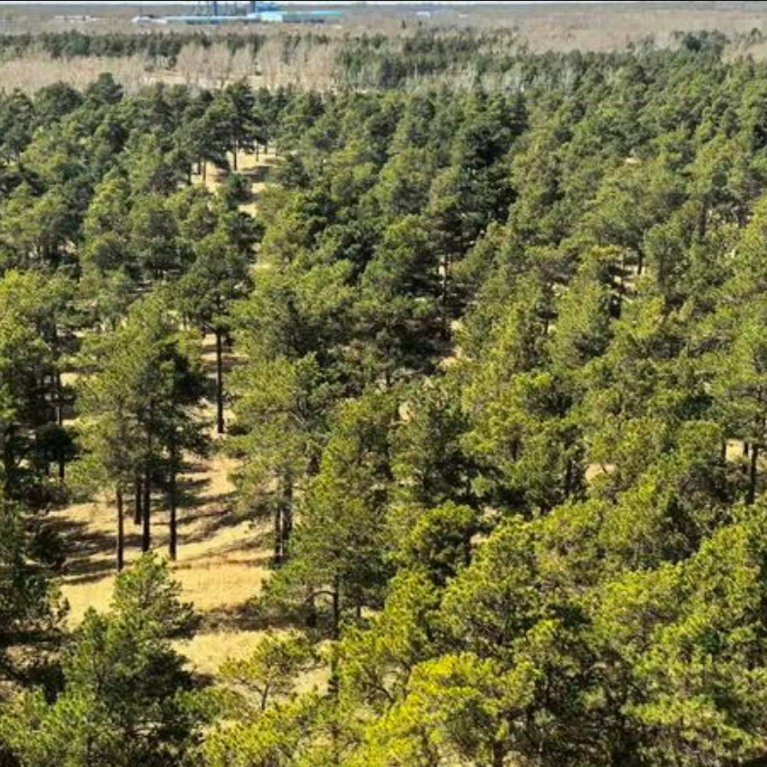 A successfully afforested area of the desert as it stands with medium-sized trees today. (Le Yu/Tsinghua University)