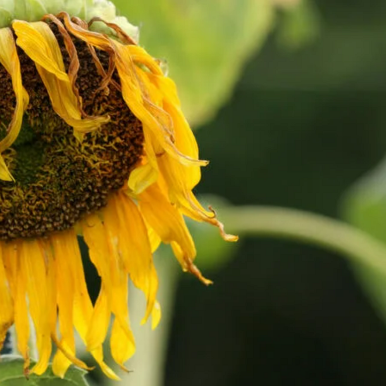 What 106-Degree Heat Does to Plants