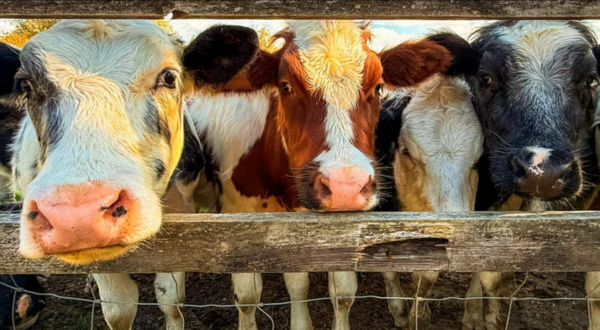 An image of five cows in a pen looking at the camera
