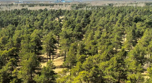 A successfully afforested area of the desert as it stands with medium-sized trees today. (Le Yu/Tsinghua University)