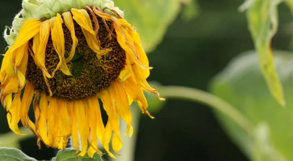 What 106-Degree Heat Does to Plants