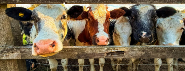 An image of five cows in a pen looking at the camera