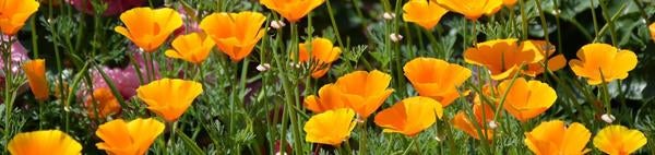 California poppies