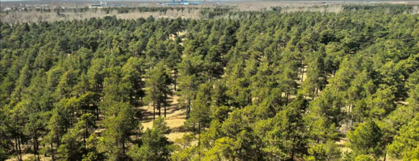 A successfully afforested area of the desert as it stands with medium-sized trees today. (Le Yu/Tsinghua University)