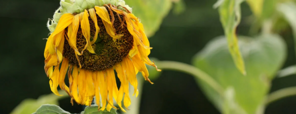 What 106-Degree Heat Does to Plants